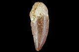 Bargain, Serrated, Raptor Tooth - Morocco #71491-1